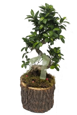 Doal ktkte bonsai saks bitkisi  sevgililer gn hediyesi 
