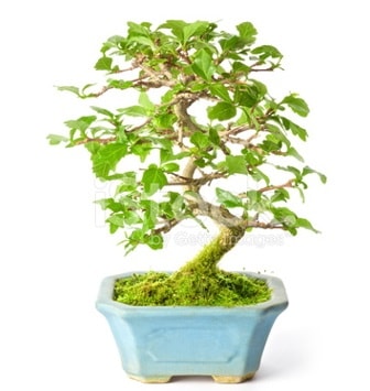 S zerkova bonsai ksa sreliine  sevgililer gn hediyesi 